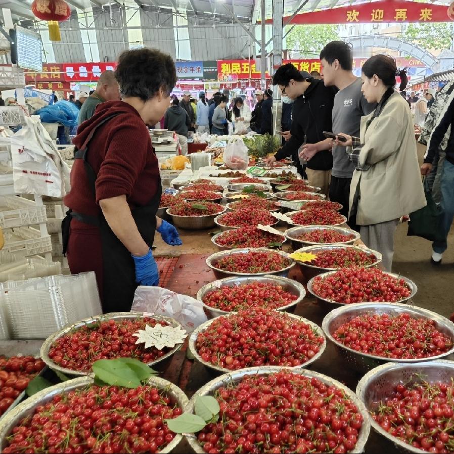 青岛崂山是樱桃的产地，崂山樱桃名扬四海。樱桃这种水果不易保存，现摘现吃最好。
市