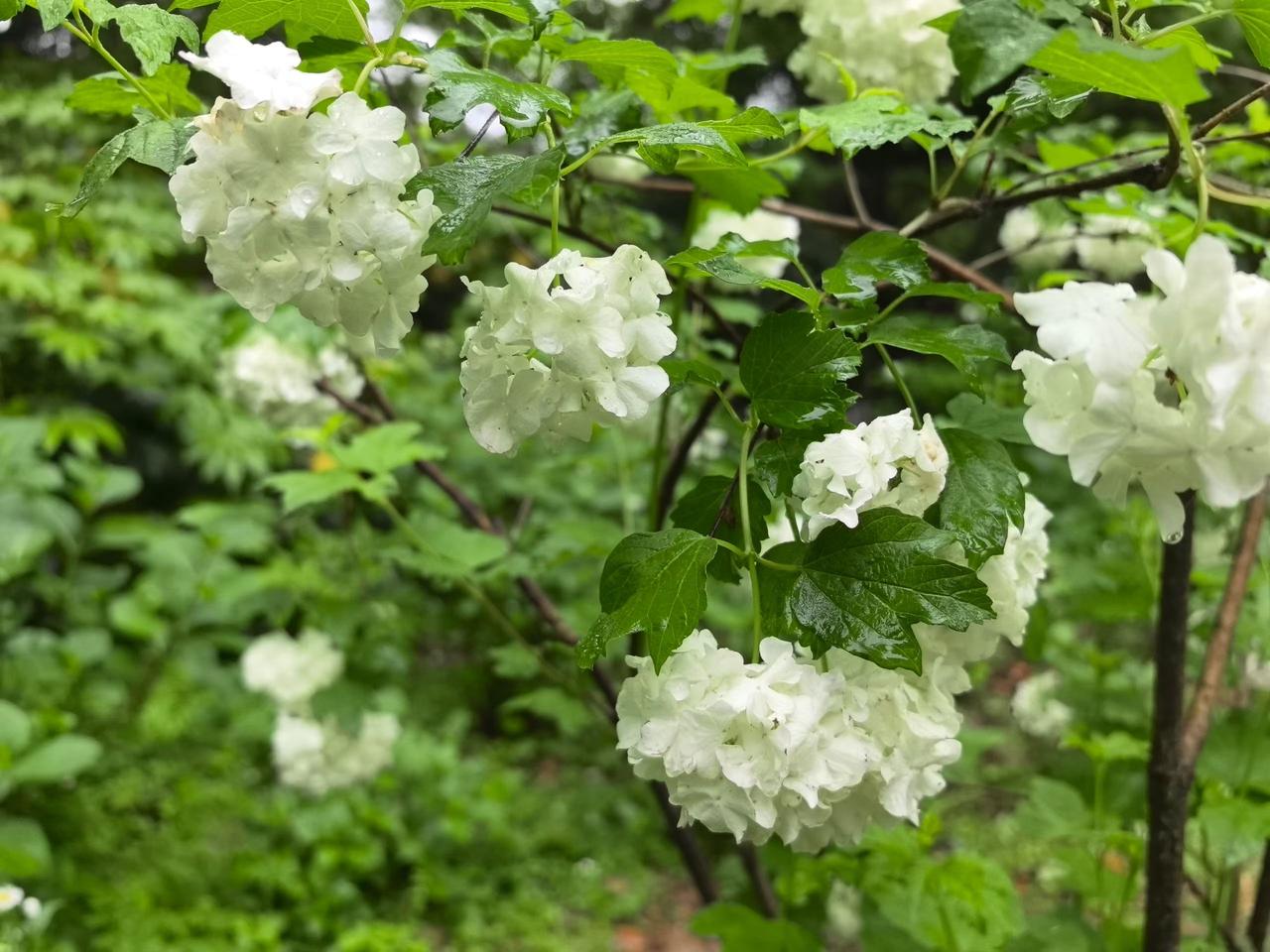 （随拍随言）
豆包也不靠谱，说好的木香花瀑和紫藤呢？真是一地鸡毛🪶