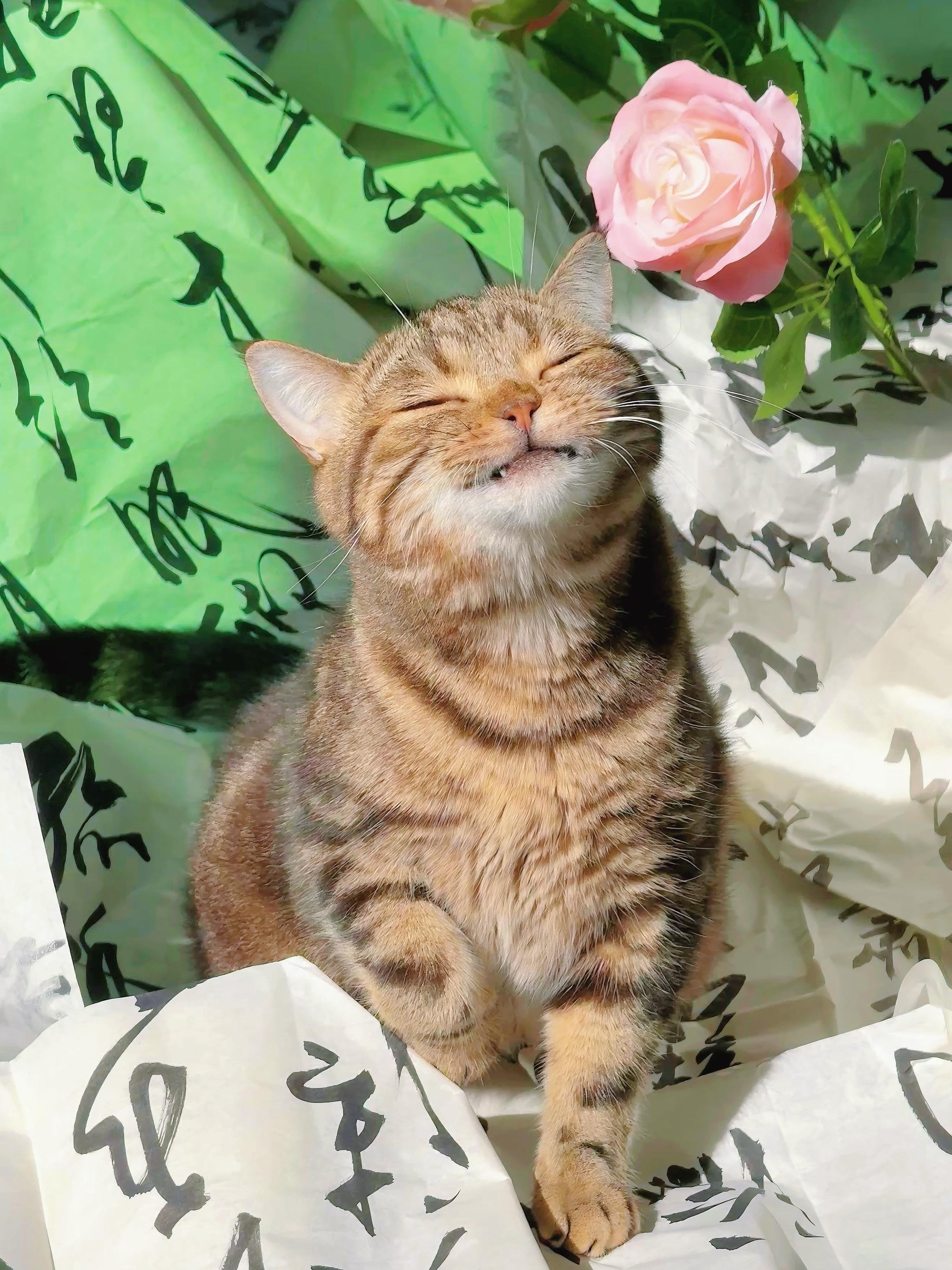 猫儿这个享受！！！