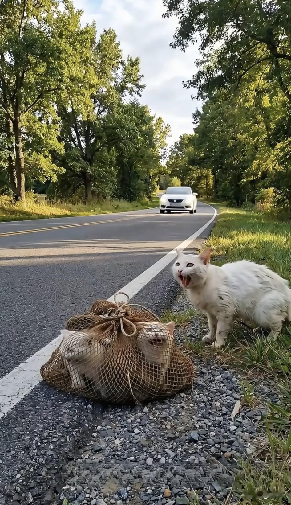 太坏了！这天一只可怜的猫妈妈连同它的孩子被主人遗弃在了路边，它的孩子们还被主人用