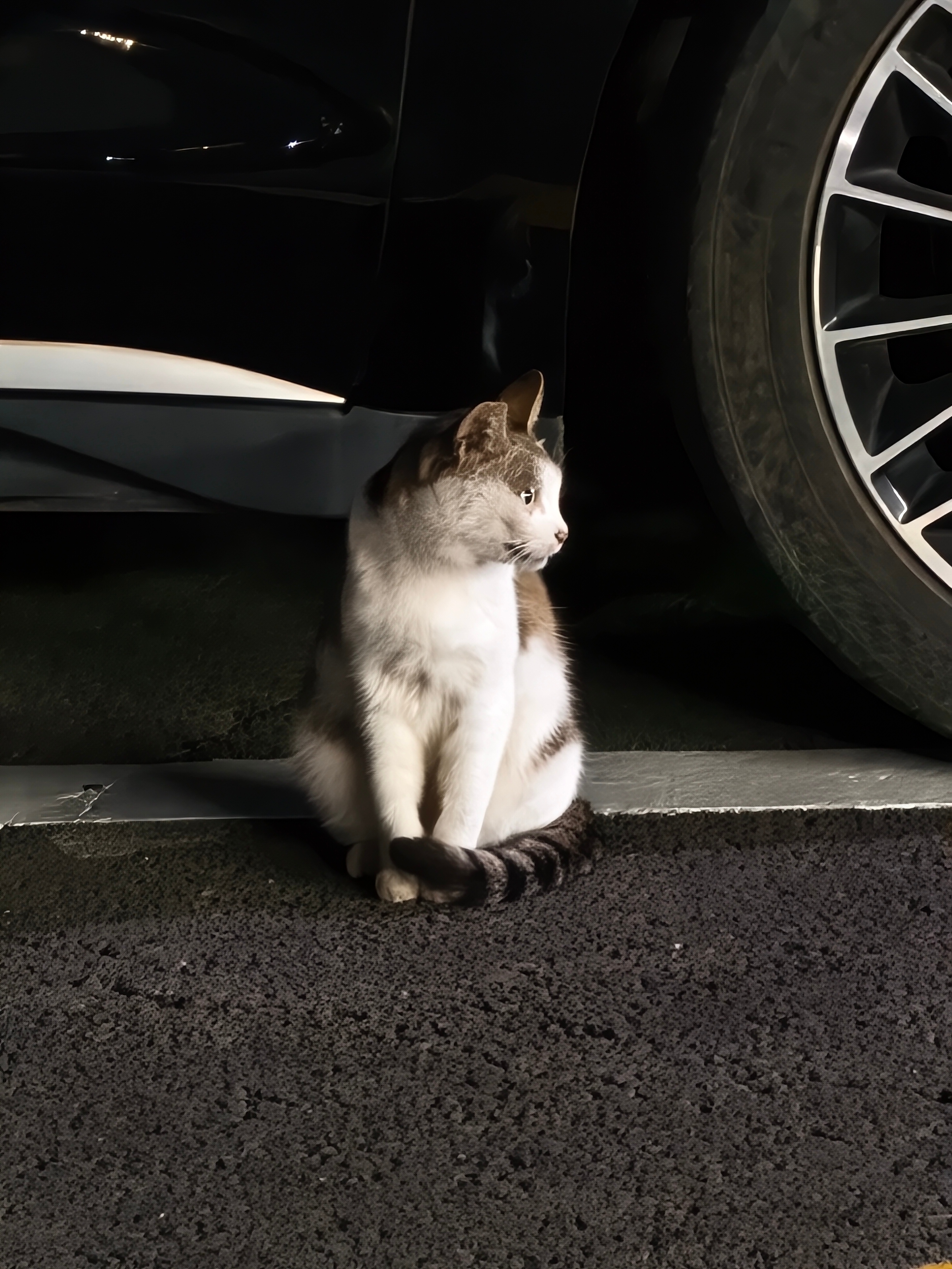 昨天停好车，随手用iQOO 15 Ultra在极暗光环境下拍的一只猫猫，这效果自