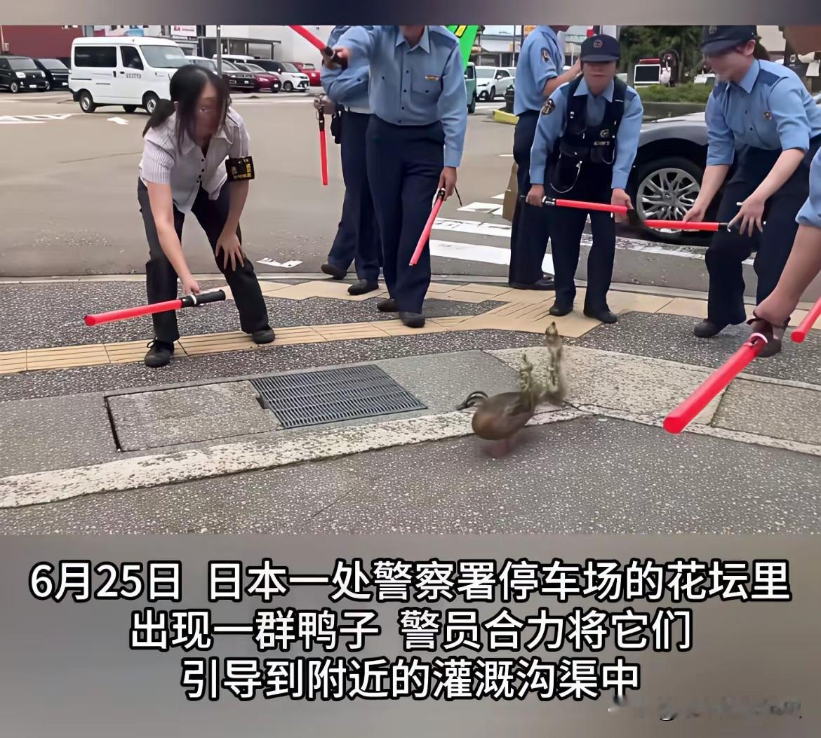 小日子这个国家，就是知小礼而无大义，拘小节而无大德。
在日常生活里，他们见面鞠躬