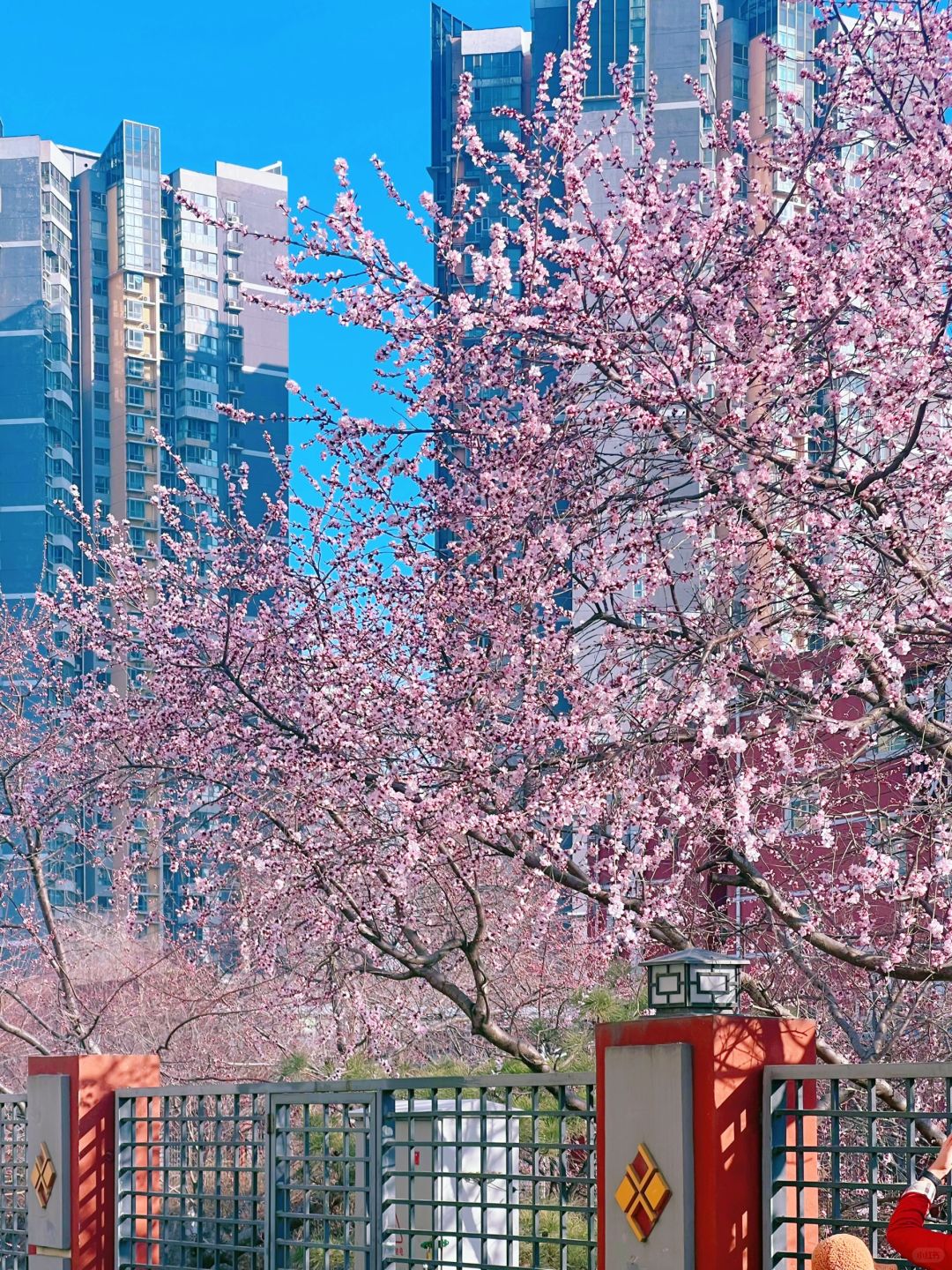 3月12日实况｜北京的山桃花它开了