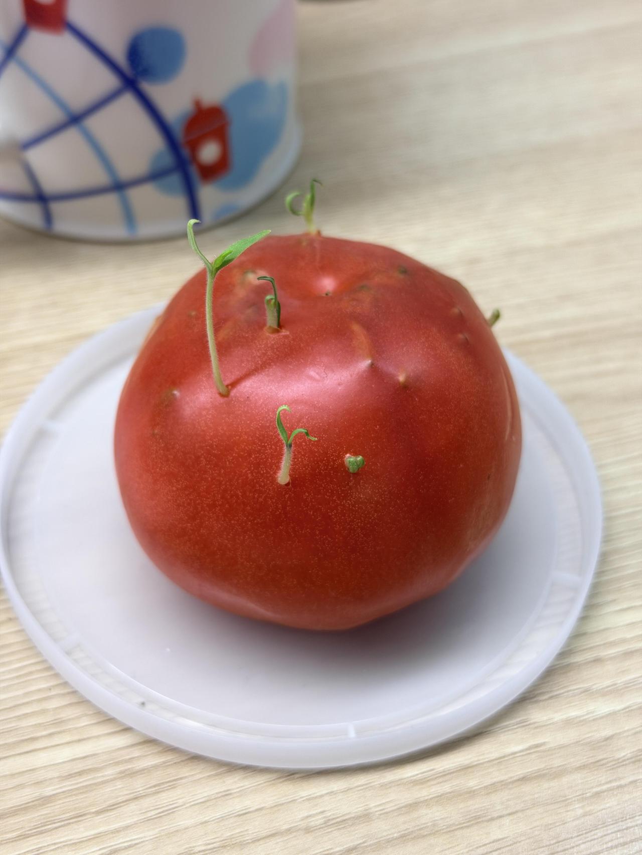活久见，长这么大，还是头一次见番茄🍅发芽🌱