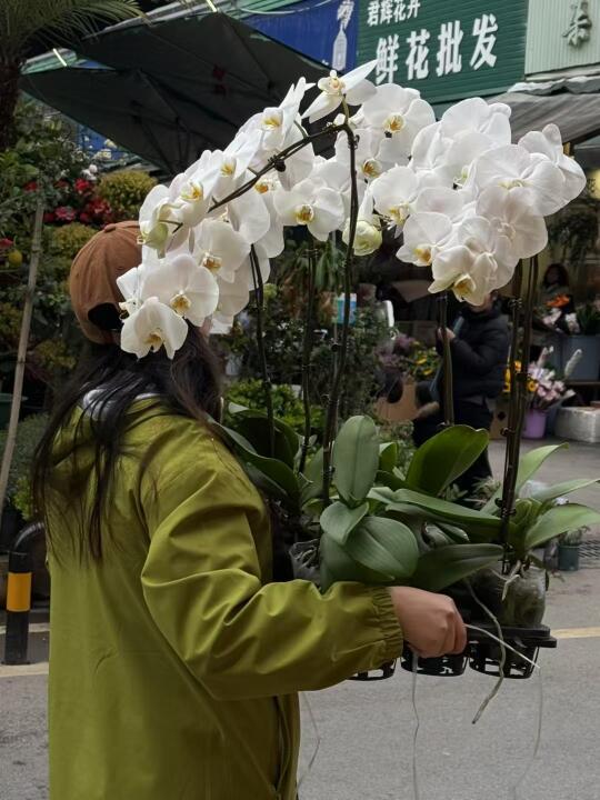 我宣布！我才是大白v3蝴蝶兰销冠！！