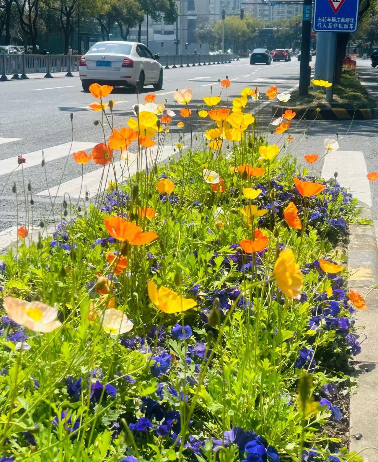 路边随手拍的花都这么好看，
真的被这街角的花给狠狠治愈了！
不管车来车往、人来人