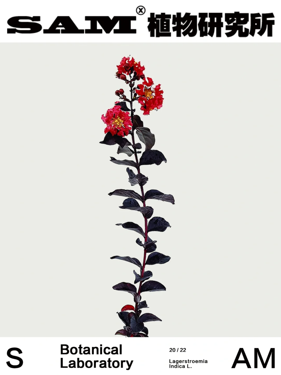 黑叶紫薇｜Lagerstroemia Indica L.