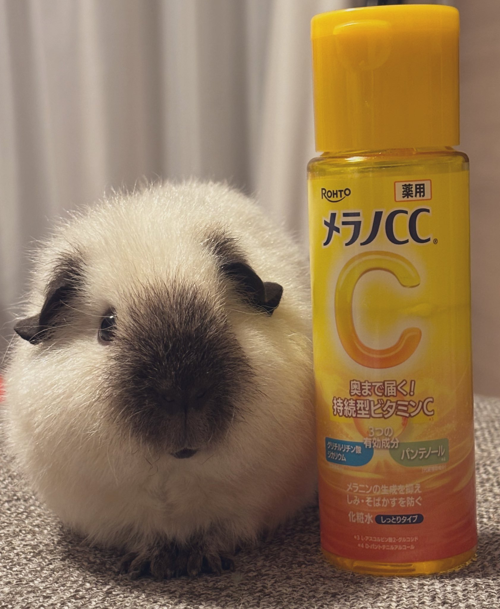 豚鼠 重点色的猪猪确实很可爱！【推：raokun03】 