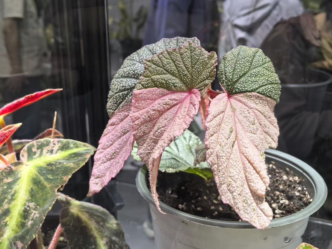 【小对联】
上：文脉；
下：……？