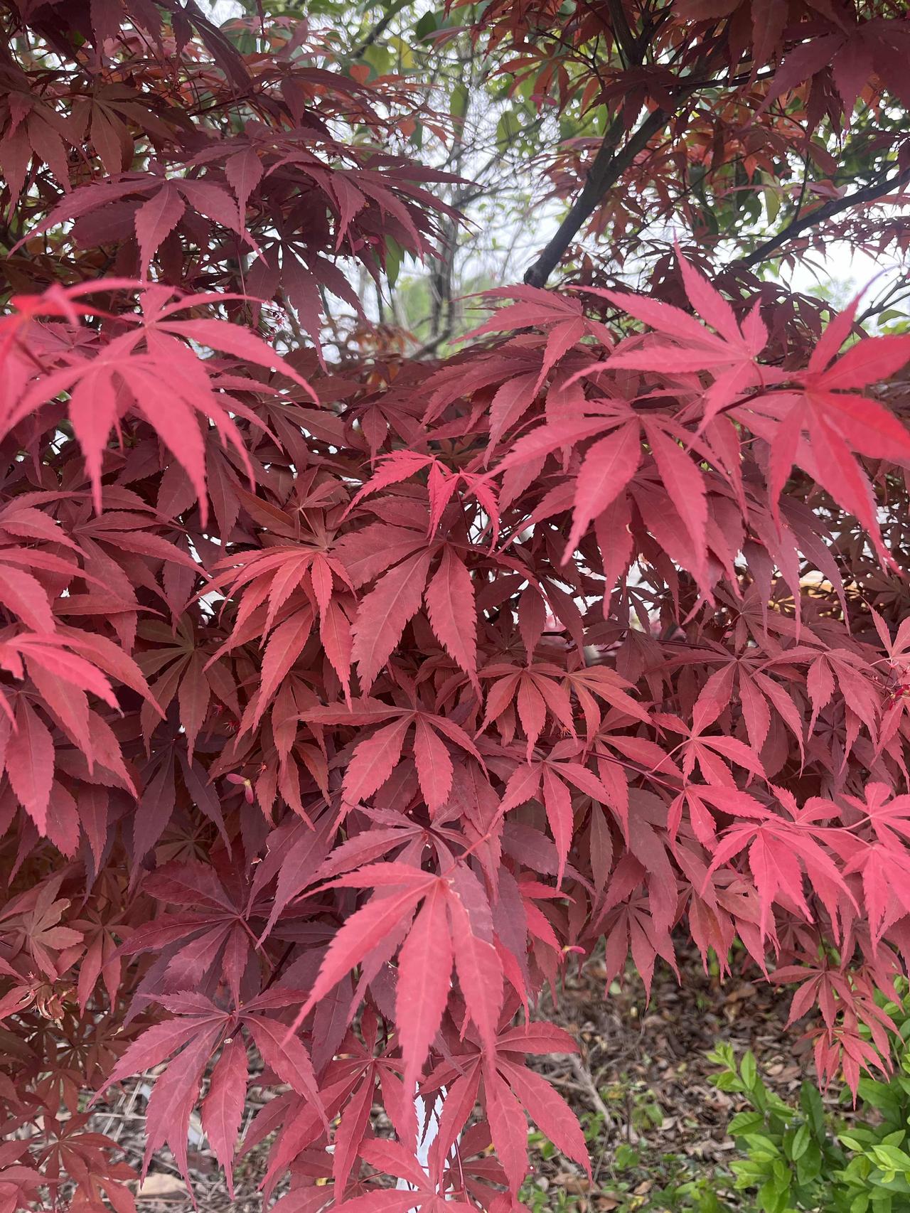 钱花得越少，人反而活得越好。

你以为养生得靠卡刷爆、补品堆成山。
错了。真正养