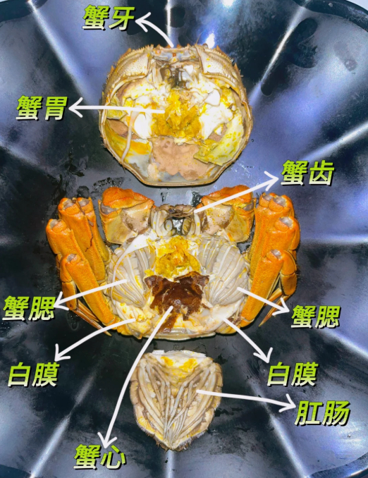 喜欢吃大闸蟹嘴真严啊 又快到了吃大闸蟹的时间了，大闸蟹哪里能吃哪里不能吃你们知道
