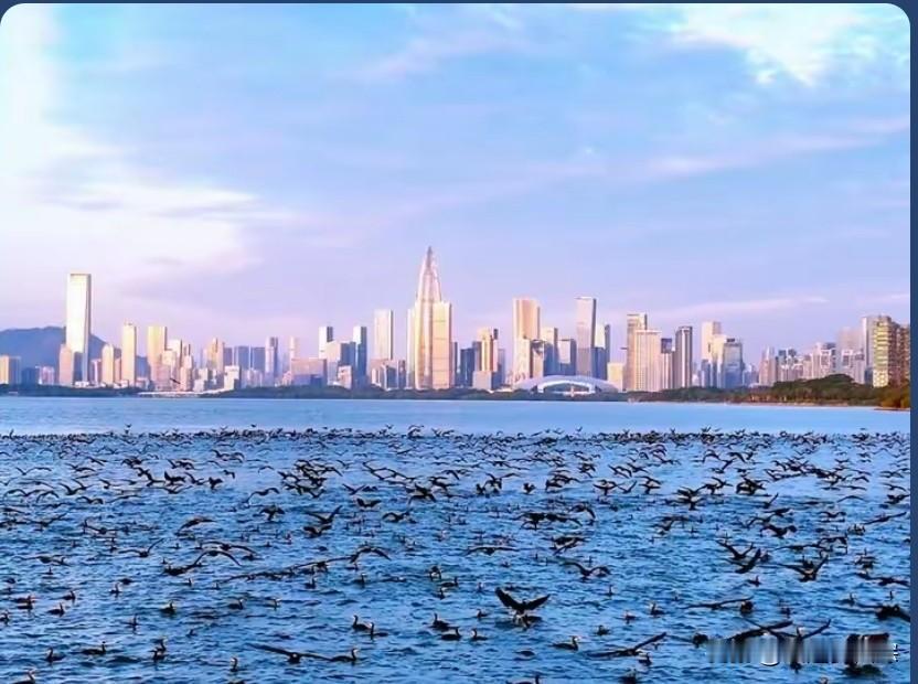 候鸟如期而至，一个熟悉的身影掠过深圳湾的水面，黑脸琵鹭飞抵深圳湾了！这群“鸟界顶