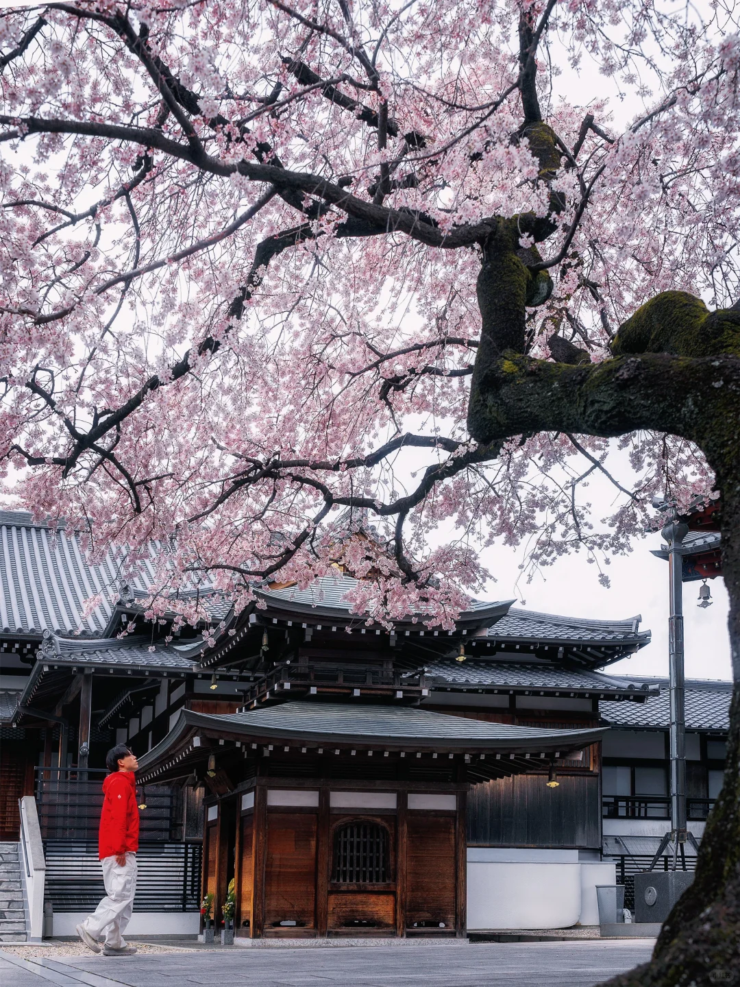 避开人群🌸这才是日本赏樱的正确打开方式