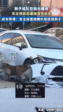 笑不活了！近日广东，女子下班路上发现神奇一幕，两个狗子正在拆一辆白车，把车前面的