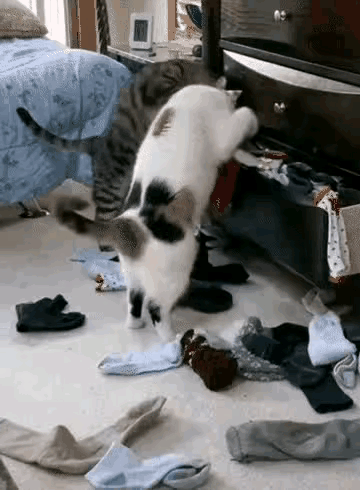 这两只猫猫被主人喂得肥嘟嘟的，闲得没事干尽拆家，主人看到后是该扔掉这两只呢？还是