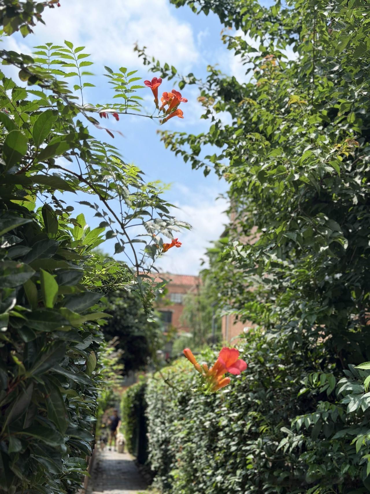 我的夏日心境｜心有欢喜，所见皆温柔

不过是去往菜场的寻常路途，藏满夏日细碎温柔