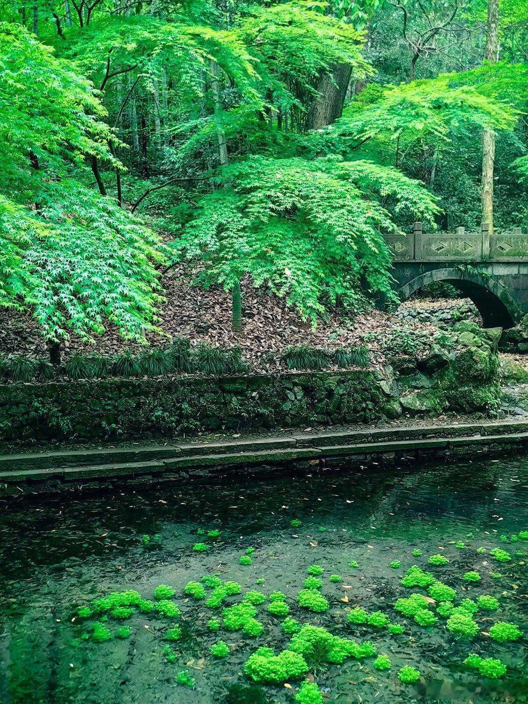 远征杭州，看中国的言叶之庭🍀北京国安北京国安云溪竹径 杭州·云栖竹径