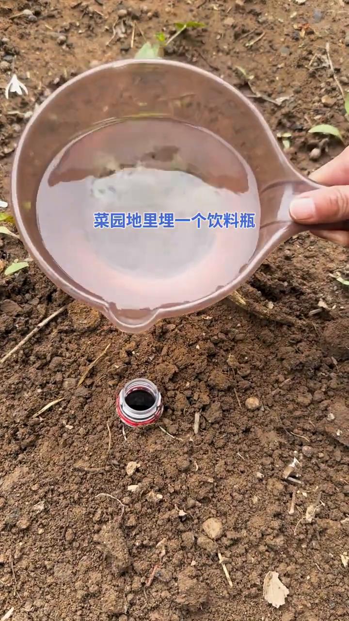果然是高手都在农村菜园地里埋一个饮料瓶，当菜苗干旱的时候就往瓶子里面灌满水。因为