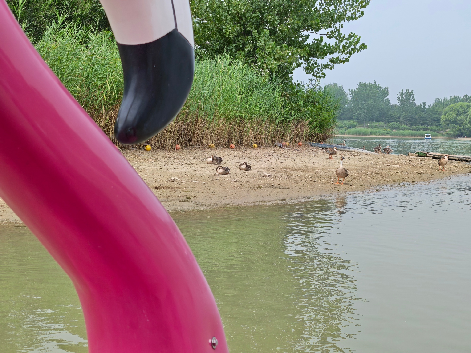 duck duck🦆 北京·南海子公园