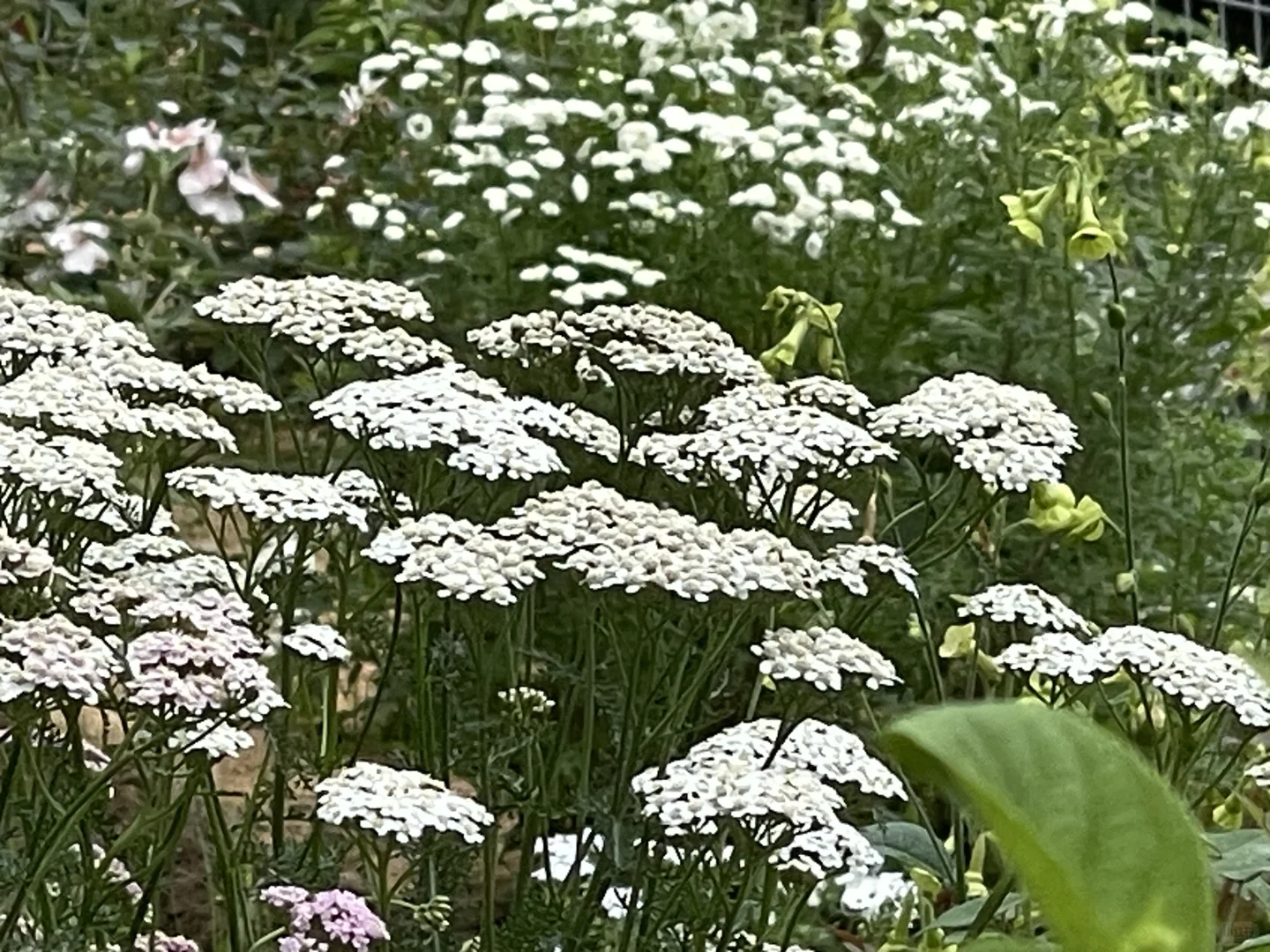 一些下雨没烂的草花