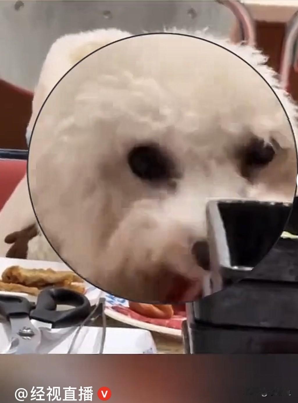 近日，安徽合肥一家烤肉店，一宠物狗在餐桌上吃饭，不断的啃食生肉……
     涉