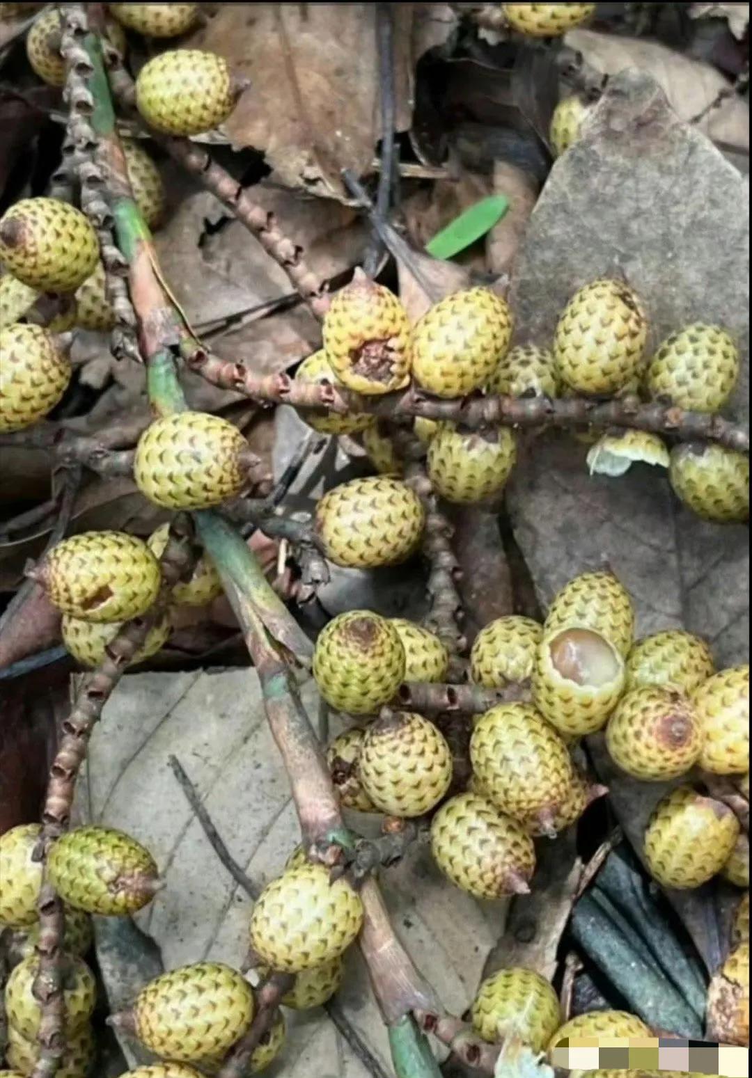到底是荔枝出了轨，还是松果劈了腿，有人知道这是什么果吗？能吃吗？