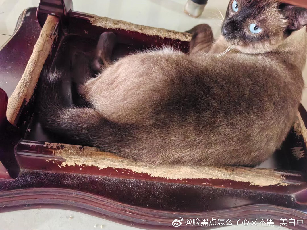 4263只黑脸猜猜是谁把木头咬烂了 