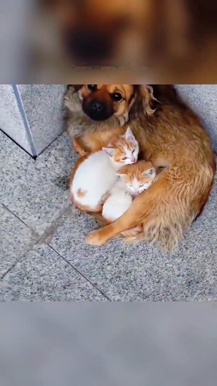 狗狗把你当成妈妈的表现。
素材来源于网络，如有侵权请联系删除。