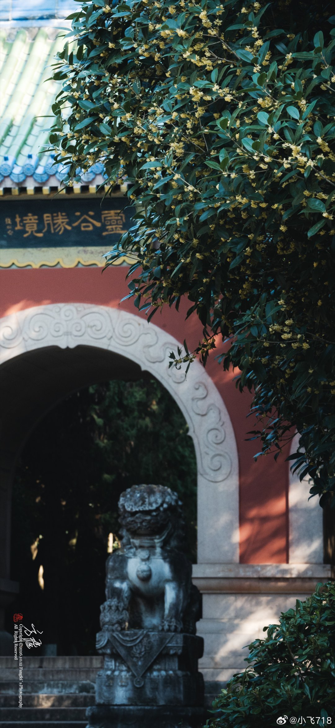 晴日灵谷，风过古殿，金桂簌簌飘落。褪去喧嚣，静下来，才能看见落花，闻见满谷芬芳。