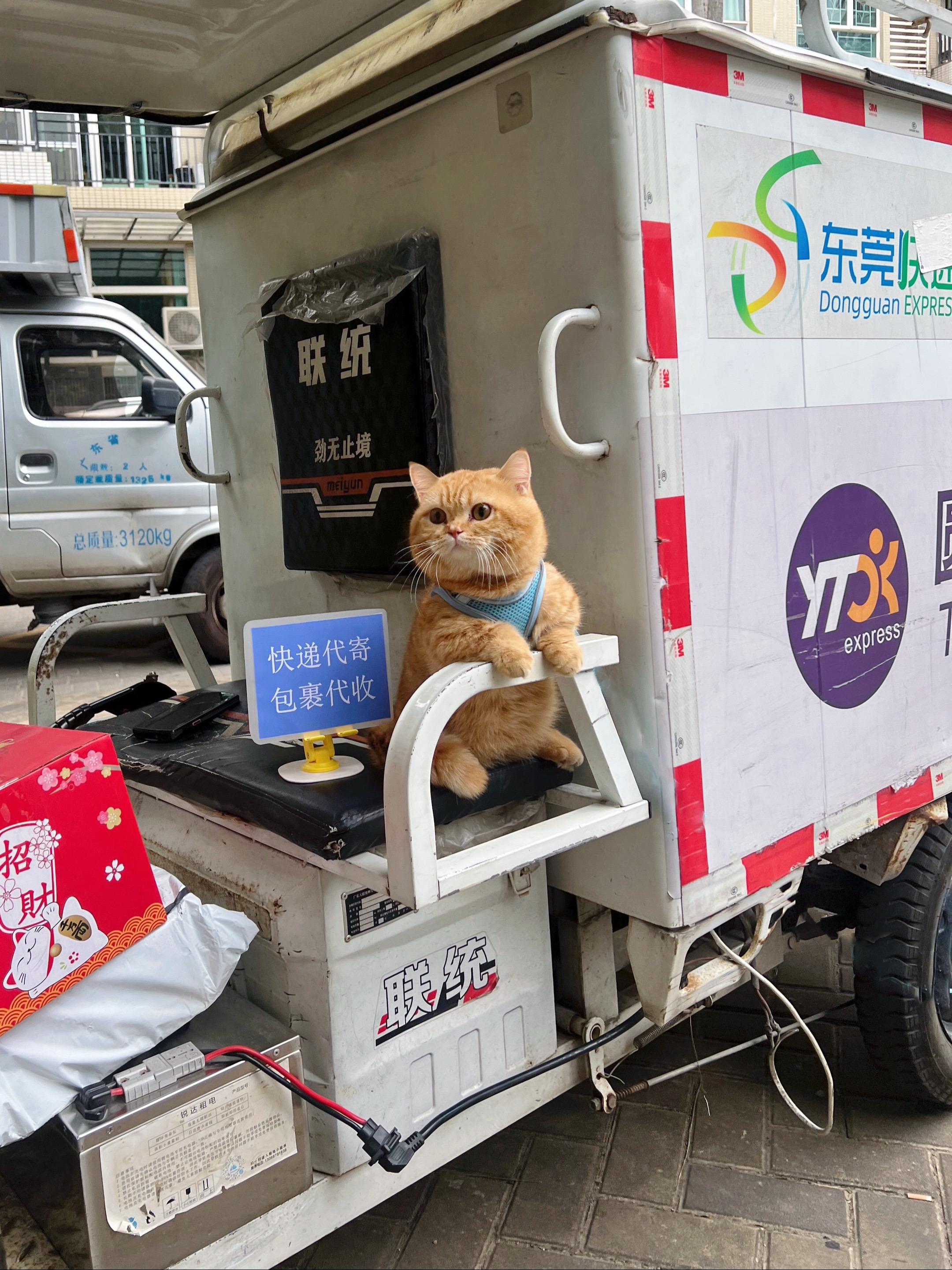 原则上是不让小猫送快递的！除非……猫咪的迷惑行为