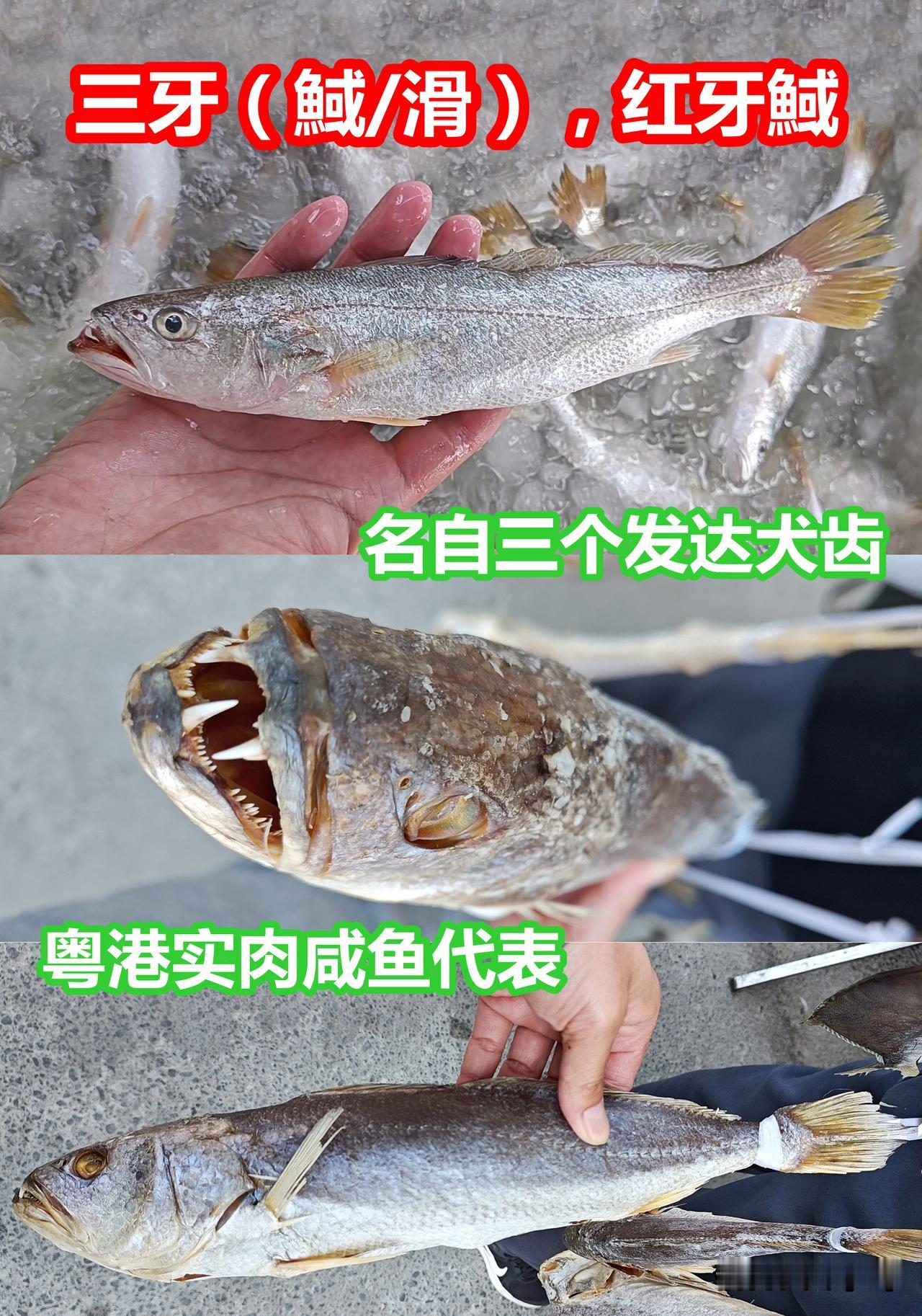 俗名求真(1)：三牙、红牙䱛—实肉咸鱼代表

三牙、三牙䱛/滑。是石首鱼科红牙䱛