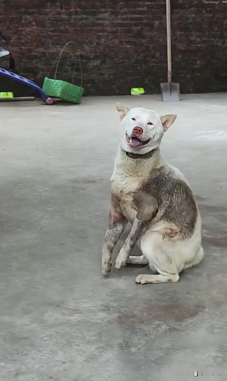 如此懂事的狗狗，竟被偷狗贼打断了两条腿。有人赶来时，偷狗贼逃走了，但狗狗还是没能