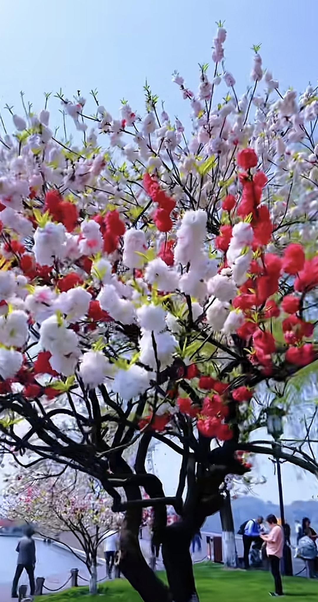 西湖美景三月天，春雨如酒柳如烟，有缘千里来相会，无缘对面手难牵，十年修得同船渡，