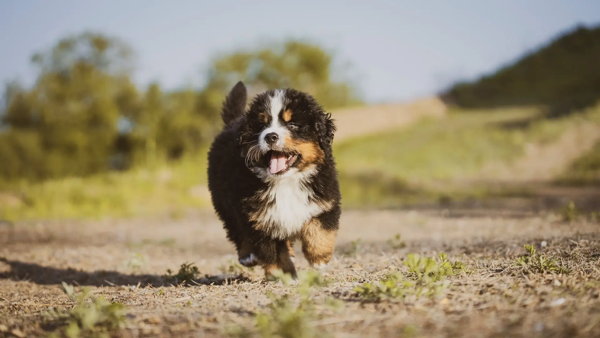 小奶狗太可爱了！