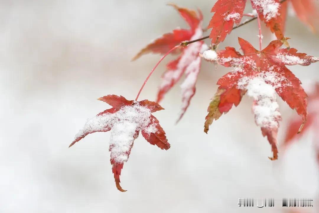 #秋日生活碎片打卡#
重庆的天气从昨天的35度陡降到今天的20度，公公就开始咳嗽