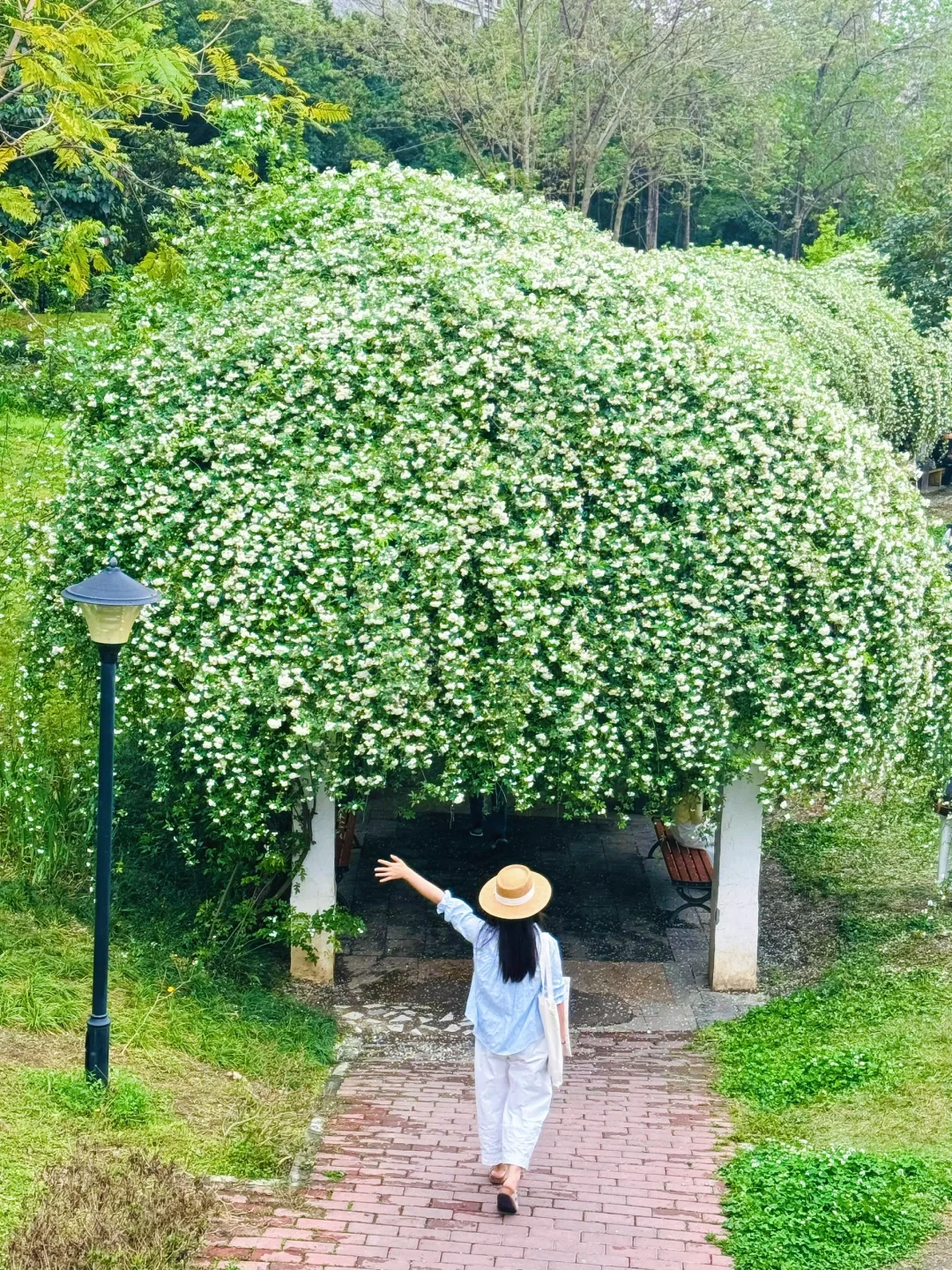 成都拍照🍃｜地铁直达的七里香长廊，开爆了~