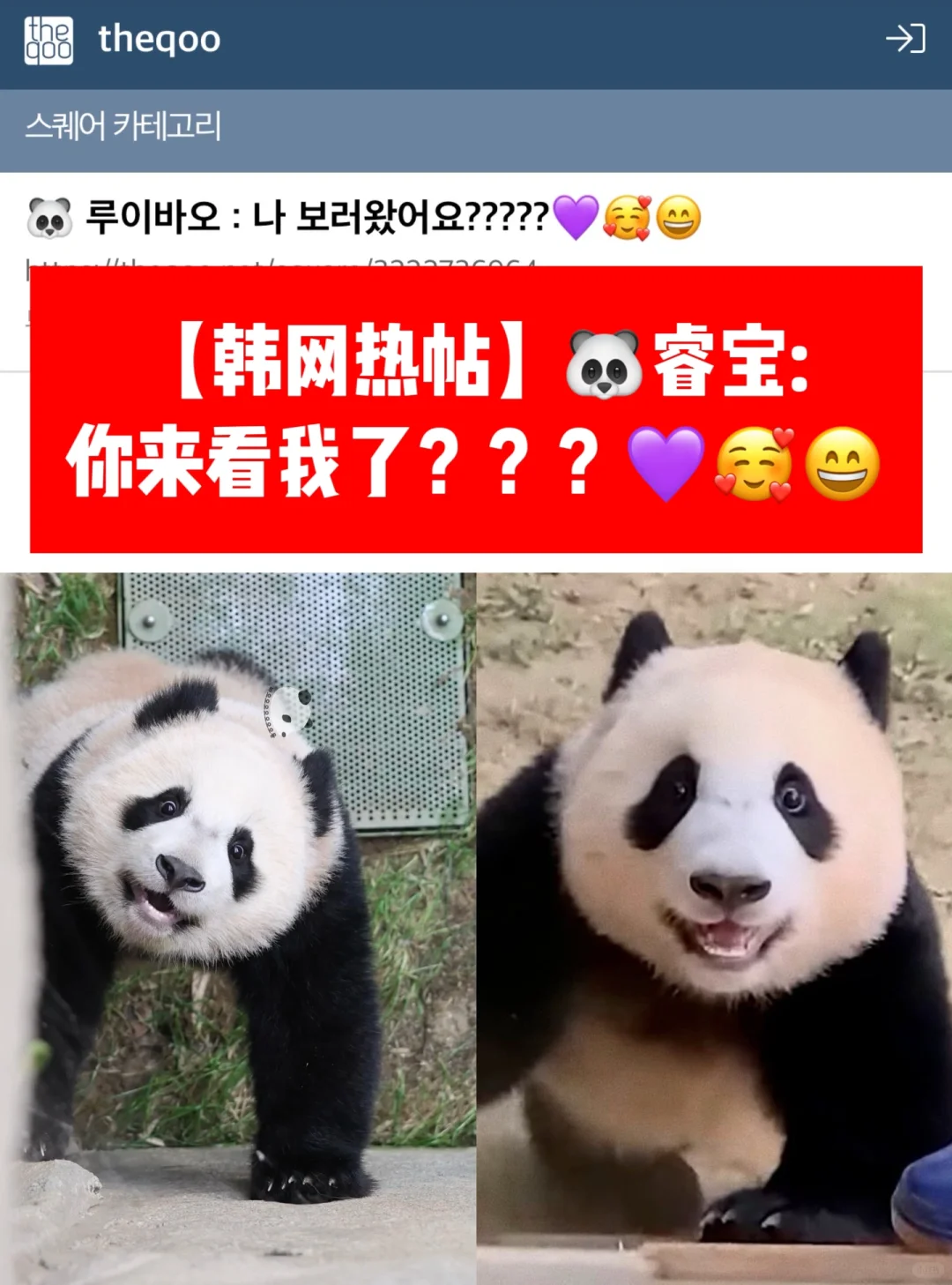 🔥韩网热帖｜🐼睿宝：ee你来看我啦？？？💜🥰😄