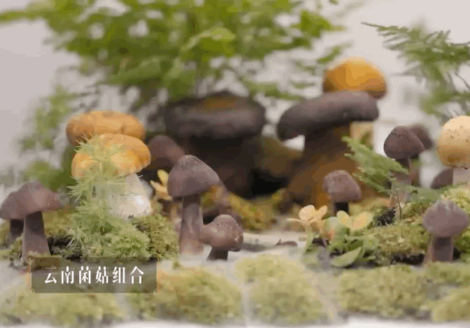 16省市宝藏食材成厨综考题 《一饭封神》把16省市的宝藏食材当考题，这阵容够强的