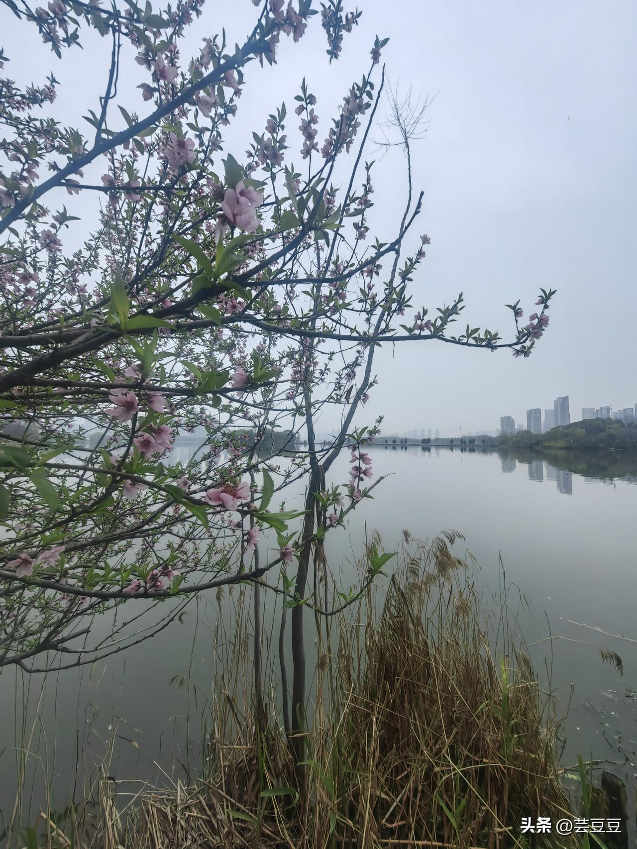 今天早起在湖边跑了一圈。湖边的桃树开满粉红色的花，草地上洒满花瓣，真好看！