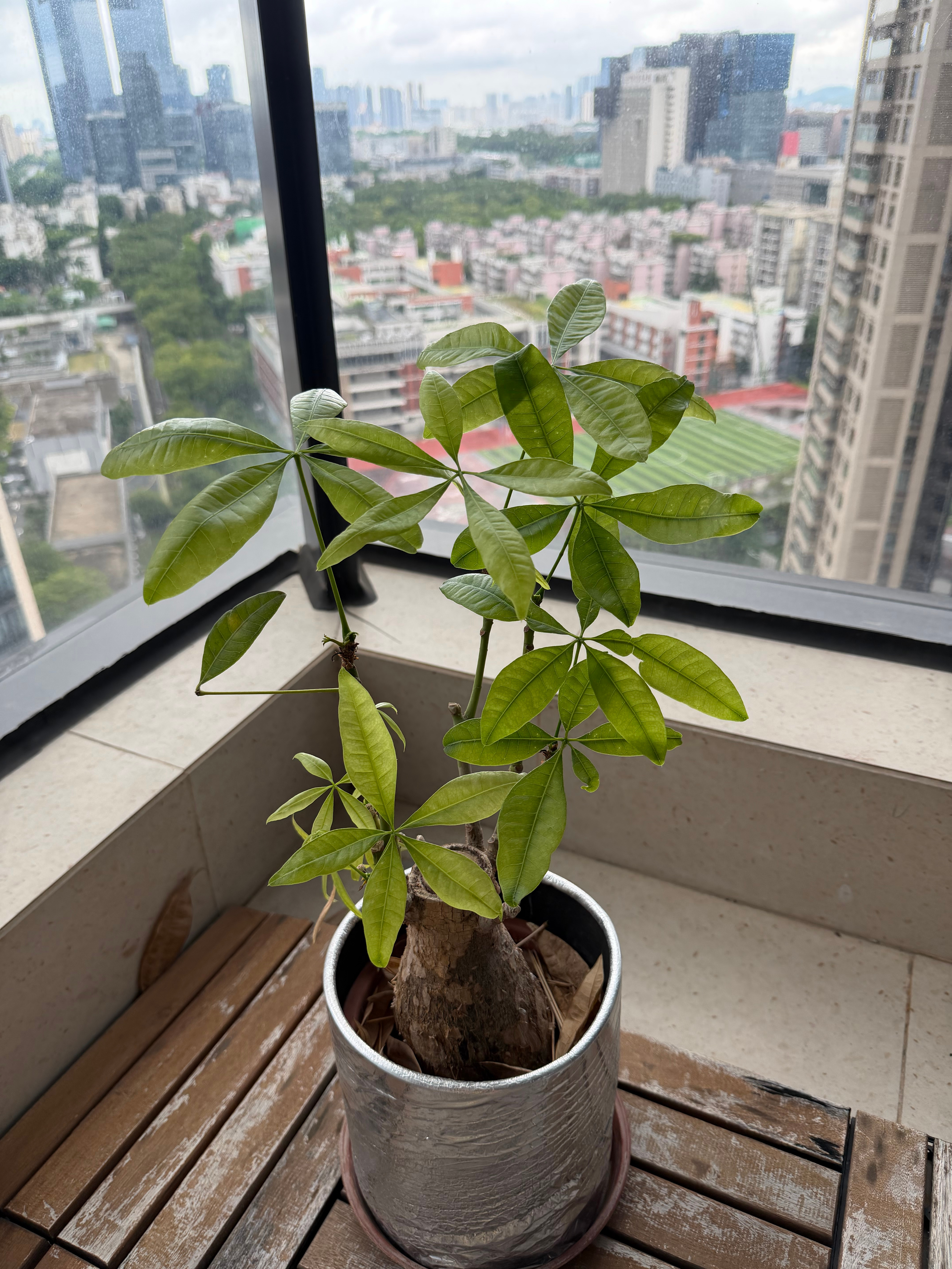 发现发财树怕不是最好养的植物了吧(除了仙人掌)，之前扔阳台上把它忘了，几个月没给