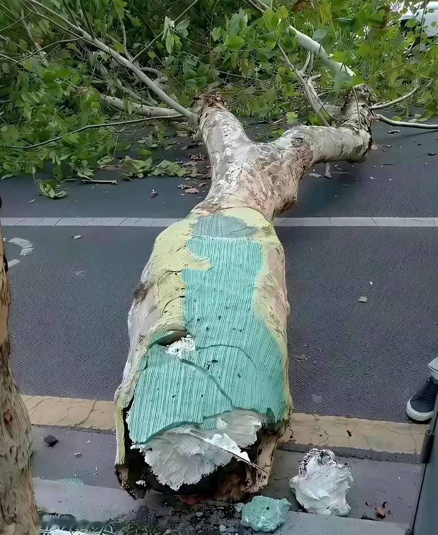 这都有假？树干枯了竟然直接填充泡沫，难道都不能用其他东西来加固吗？
路人围着这棵