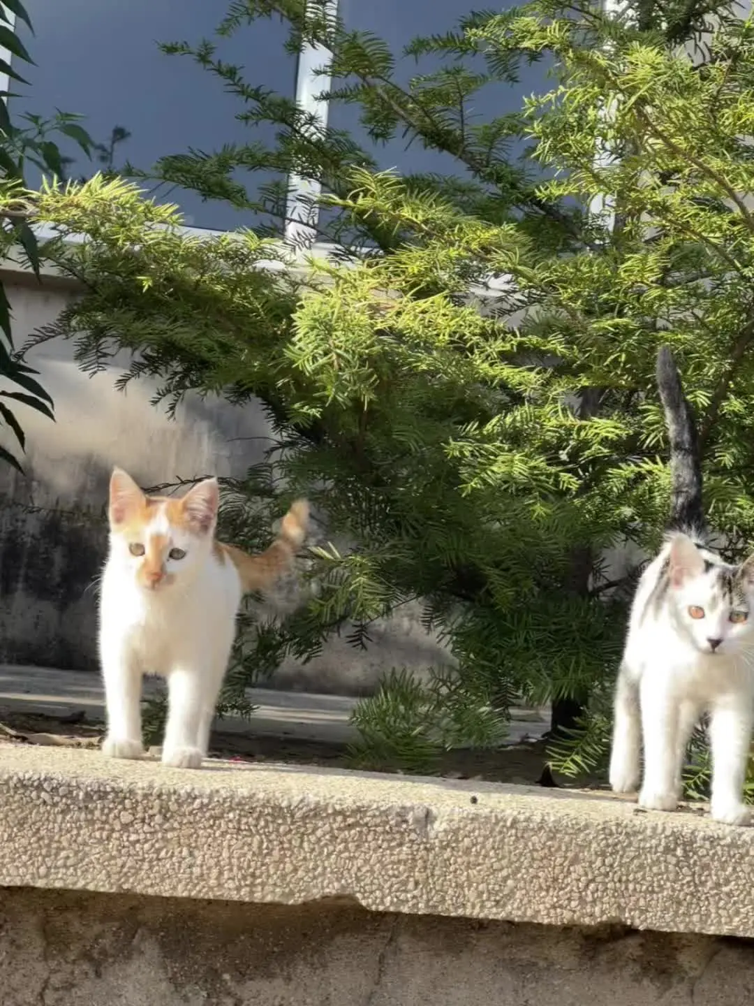 喜欢阳光，喜欢小猫，更喜欢你