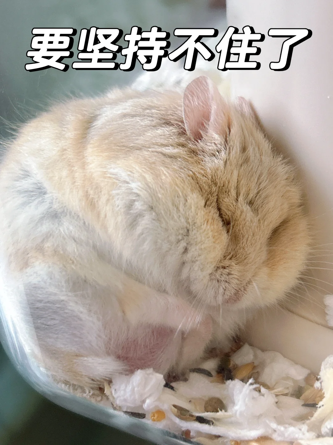 榴莲表情包