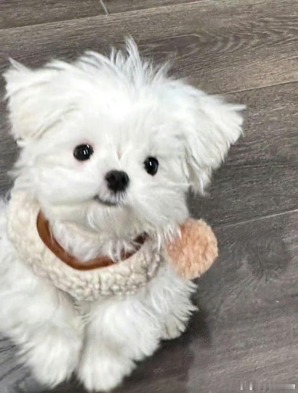 李一桐的狗出道拍戏了萌犬李肉肉正式出道！搭档李一桐拍都市剧《美人余》，妆发精致还