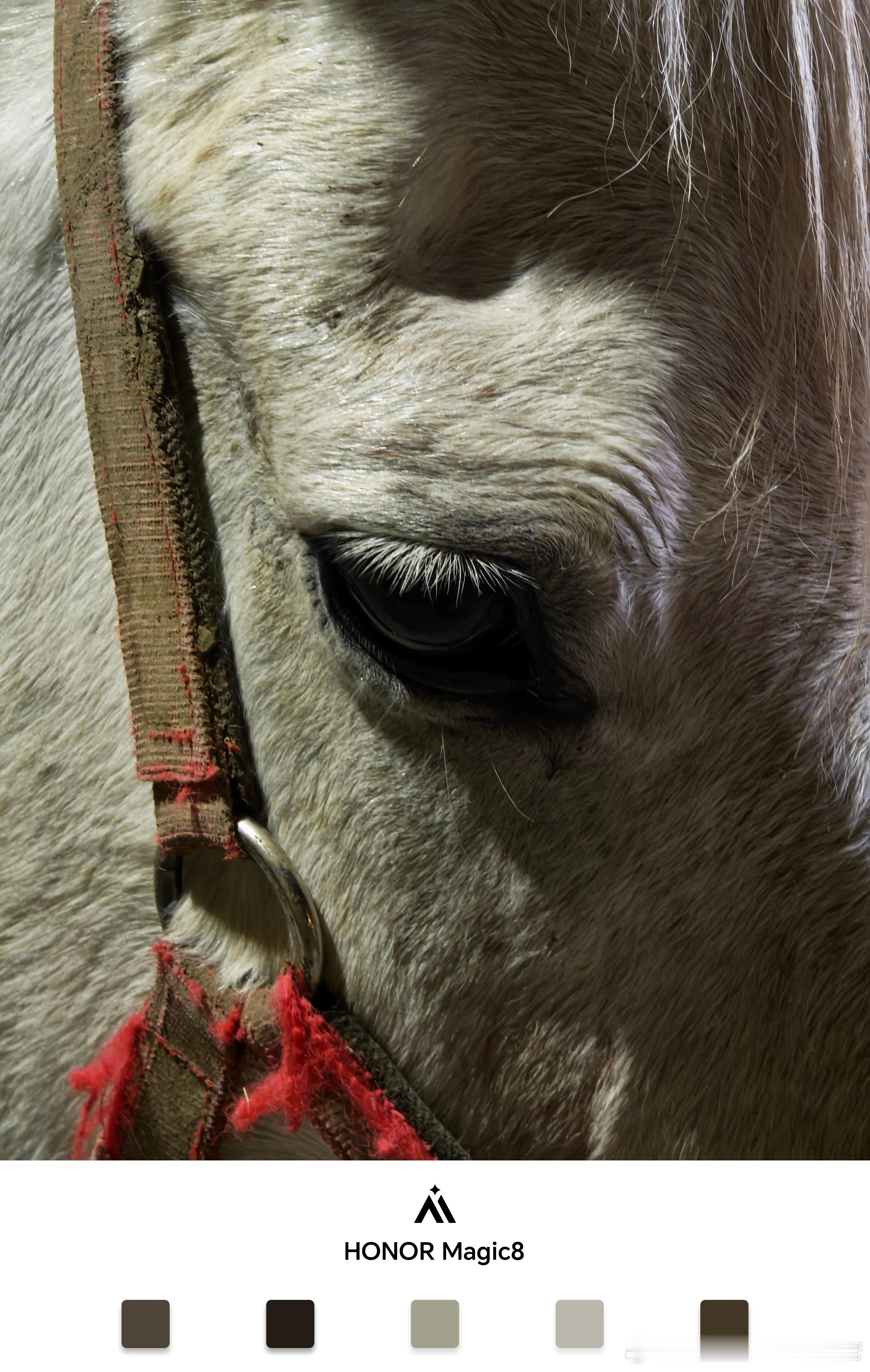 老马识途，你懂啥意思吗？