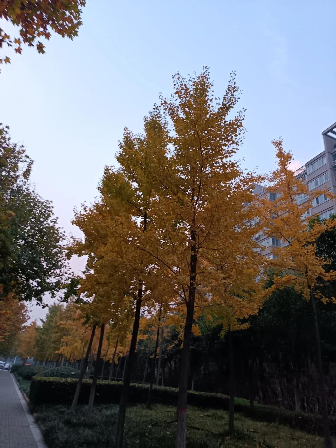 #可以看看你相册里的银杏树吗# 

初冬的主角是银杏。

满树金黄的银杏，从黄绿