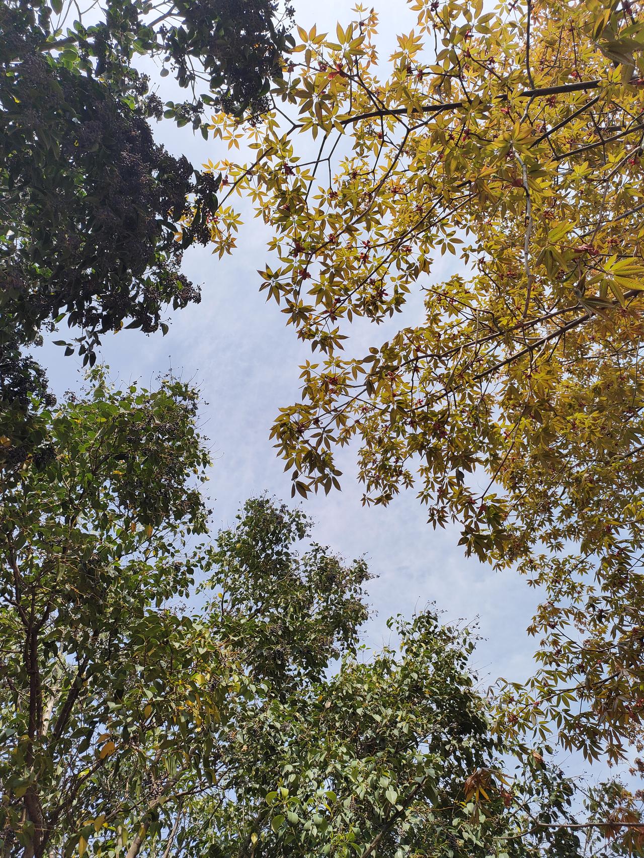 1. 抬头撞见满树的金黄与浅绿，枝叶在蓝天下舒展成诗。时光温柔，草木向阳，这一刻