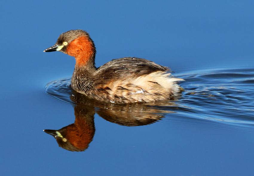 您会读能写它们吗？
“小鸊鷉”！
年前摄于昆明大观公园。