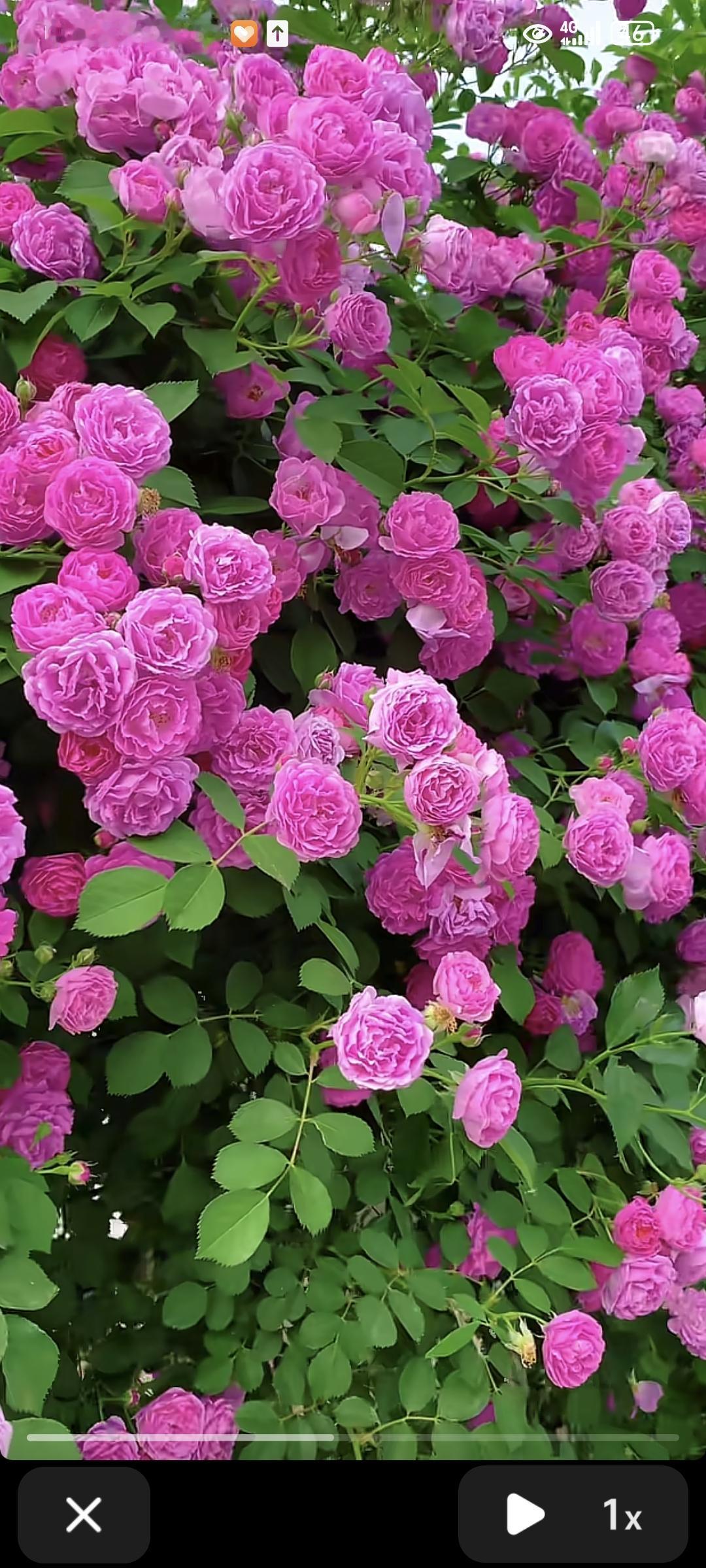 画上盛开一朵花，花朵开花花非花。花非花朵花，花是画上花。画上花开花，画花也是花。