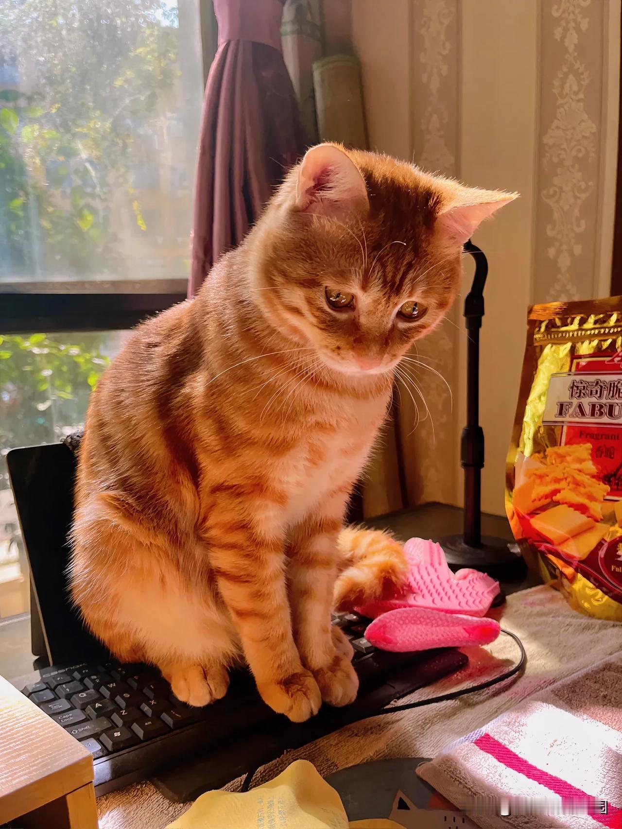 物质上我养它，精神上它养我。猫咪比我活的好